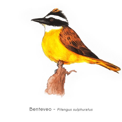 Benteveo (Pitangus sulphuratus)-web