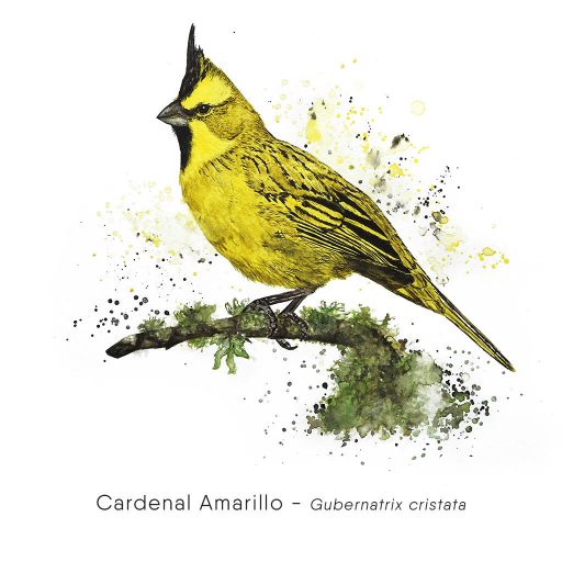 Cardenal Amarillo (Gubernatrix cristata)-web