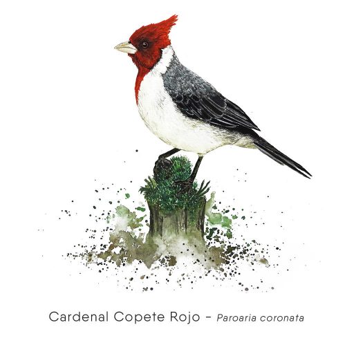 Cardenal Copete Rojo (Paroaria coronata)-web