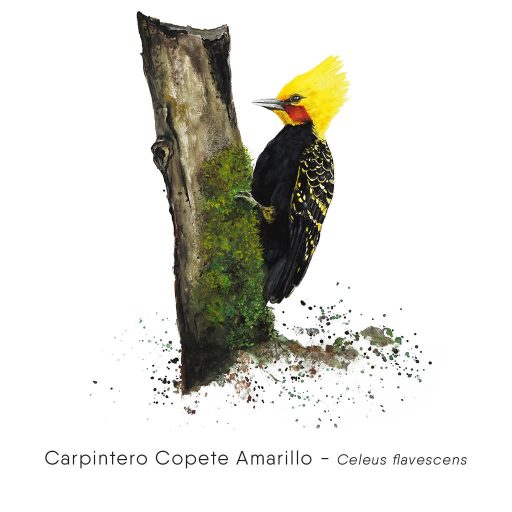 Carpintero Copete Amarillo (Celeus flavescens)-web