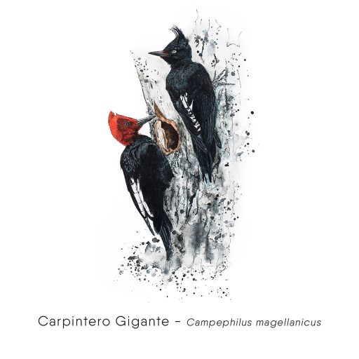 Carpintero Gigante (Campephilus magellanicus)-web