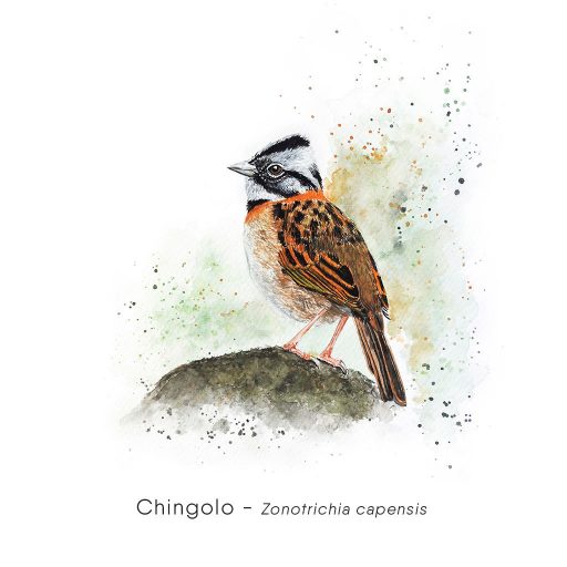 Chingolo (Zonotrichia capensis)-web