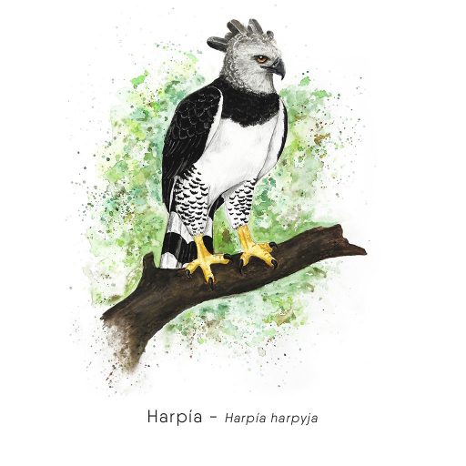 Harpía (Harpía harpyja)-web
