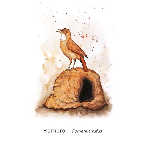 Hornero (Furnarius rufus)-web