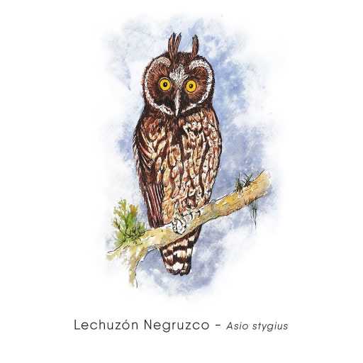 Lechuzón Negruzco (Asio stygius)-web