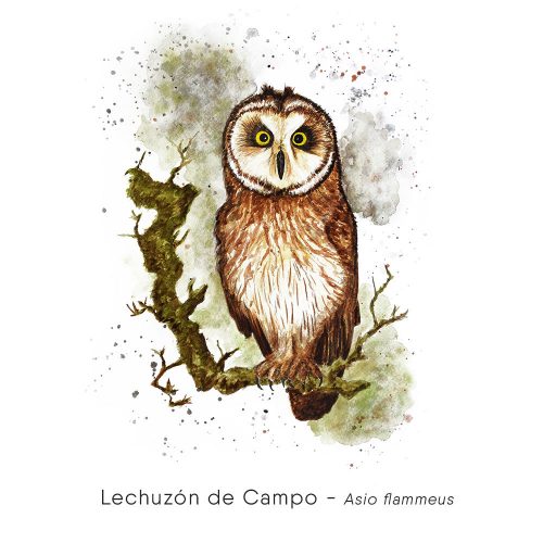 Lechuzón de Campo (Asio flammeus)-web