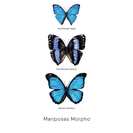 Mariposas Morphos-web