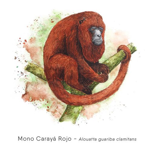 Mono Carayá Rojo (Alouatta guariba clamitans)-web