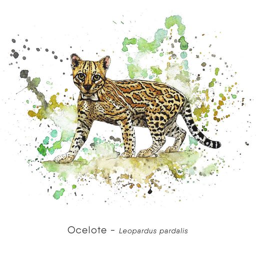 Ocelote (Leopardus pardalis)-web