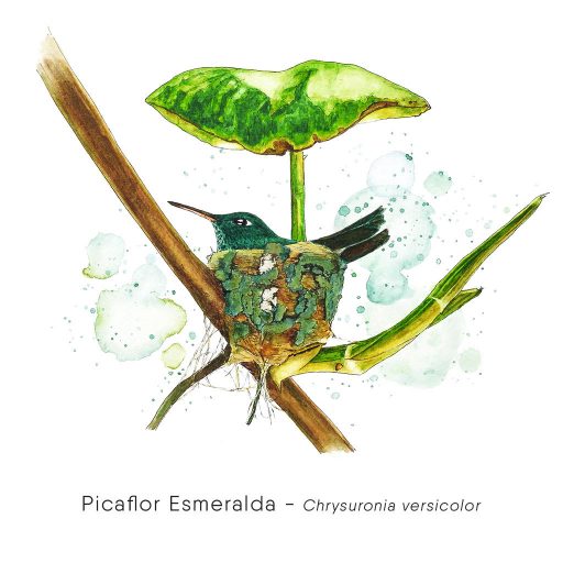 Picaflor Esmeralda (Chrysuronia versicolor)-web