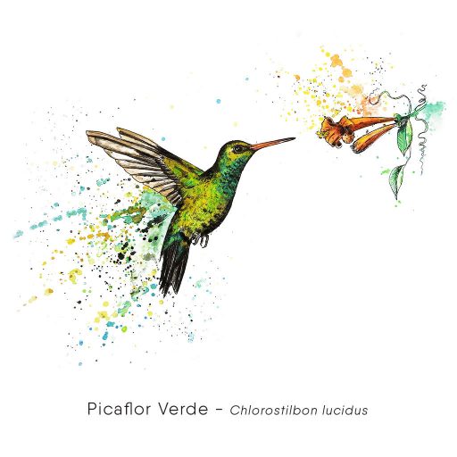 Picaflor Verde(Chlorostilbon lucidus)-web