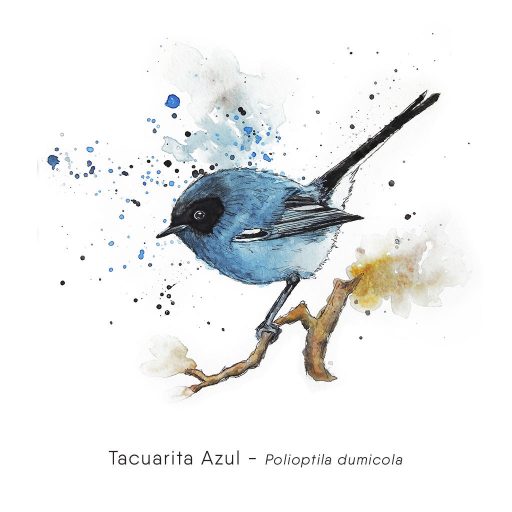 Tacuarita Azul (Polioptila dumicola)-web