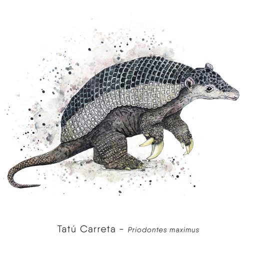 Tatú Carreta (Priodontes maximus)-web