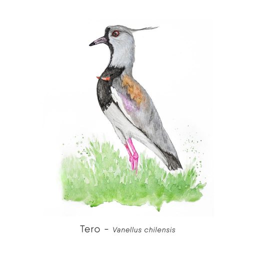Tero (Vanellus chilensis)-web