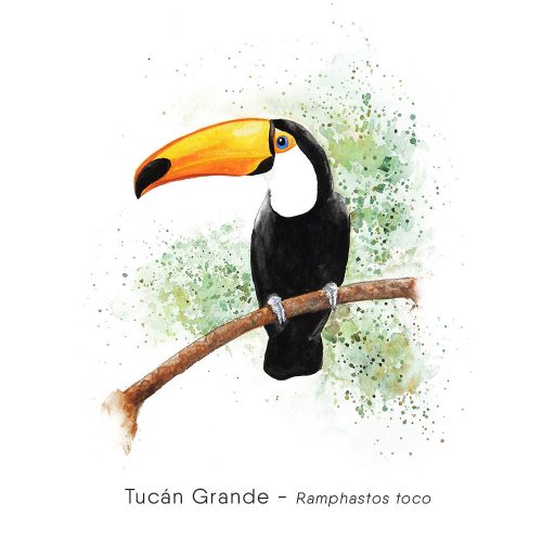 Tucán Grande (Ramphastos toco)-web