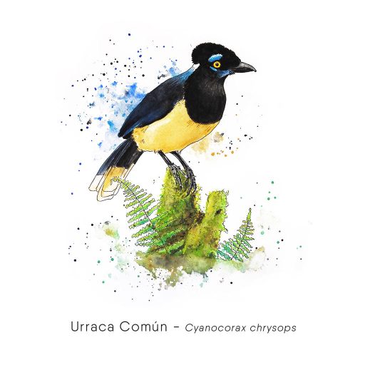 Urraca Criolla (Cyanocorax chrysops)-web