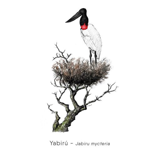 Yabirú (Jabiru mycteria)-web