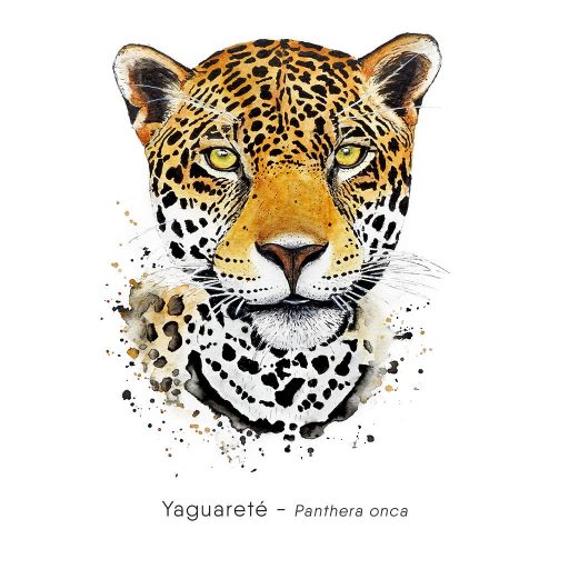 Yaguareté (Panthera onca)-web
