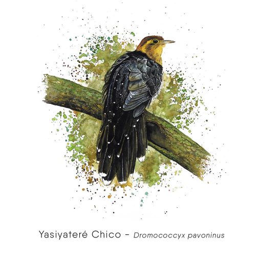 Yasiyateré Chico (Dromococcyx pavoninus)-web